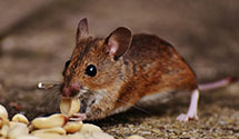 24 Hour & Emergency Exterminators in Mowersville, PA